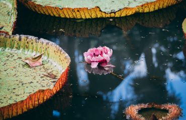 Botanical Garden - lotus