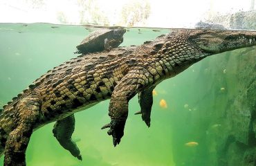 La Vanille Crocodile park