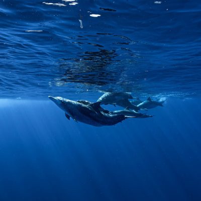 Dolphin Swim & Whale Watching Trip