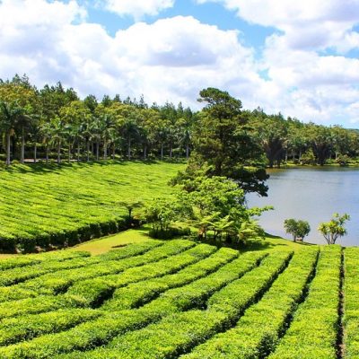 The Tea Route – South Mauritius Excursion