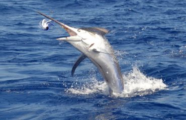 Sportfisher-Deep-Sea-Fishing-Mauritius-1024x766